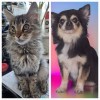 My gorgeous pets